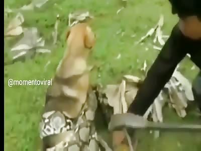 Dramatic Video Of Dog Being Saved From Giant Snake ðŸ