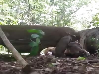Komodo Dragon Rips Out And Eats The Fetus Of Pregnant Deer