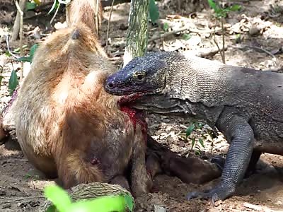 Komodo Dragon Eats A Deer's Guts While It's Still Alive