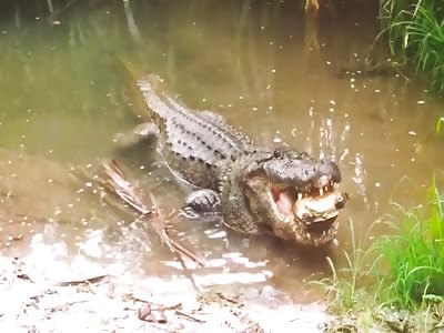 Gator Eats A Turtle Whole {Listen To That Cracking Of The Shell}