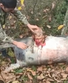 {Full Version} Armenian Gets Beheaded And Has His Head Set On Dead Pig