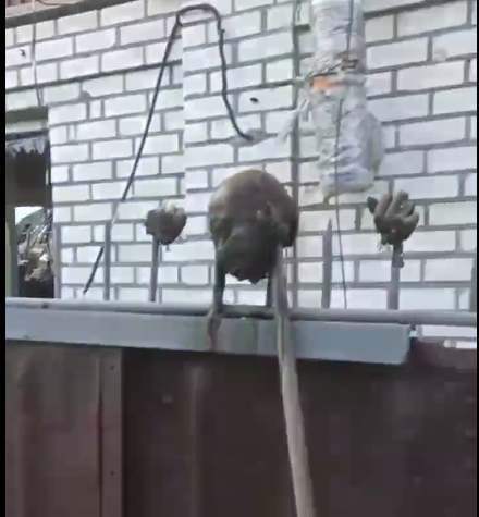 Ukrainian Soldier's Head And Hands Impaled On Poles