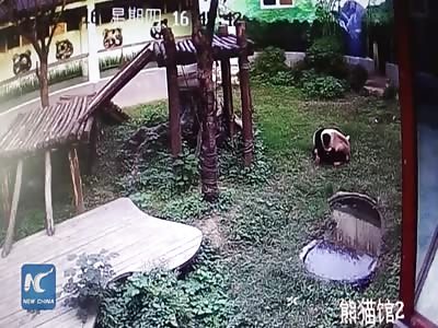 Man jumps into panda den, gets attacked by giant panda 