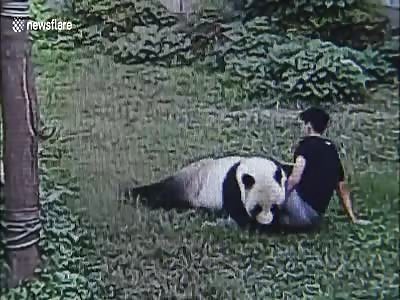 (another angle) man attack by panda 