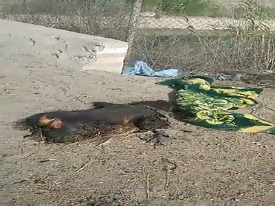 Aldoaash dogs bodies in Saqlawiyah