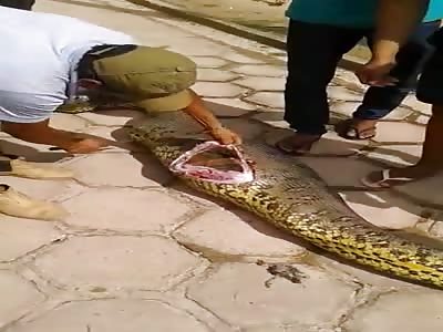 big snake from brasil