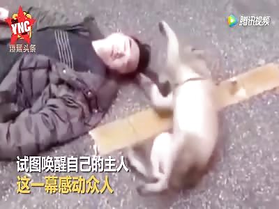 Dog Owner Suddenly Fainted Then Died, The Loyal Dog Wouldn't Leave His Side.