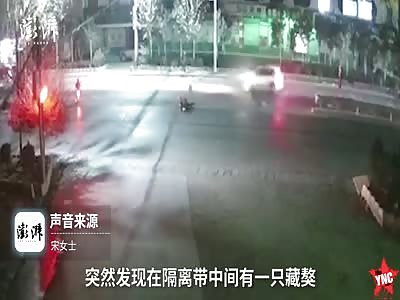 Ms. Song was attacked by a Tibetan Mastiff 