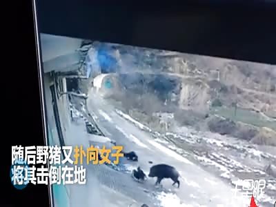 wild boar killed a woman in An, Shaanxi