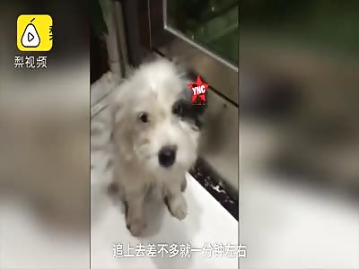 dog accident in Longgang District