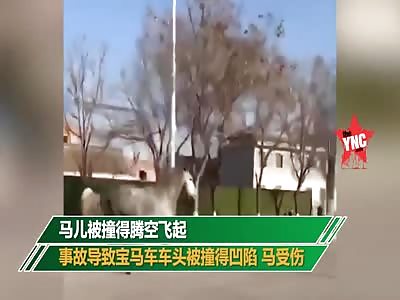a horse collided into a white bmw in Jiaozuo
