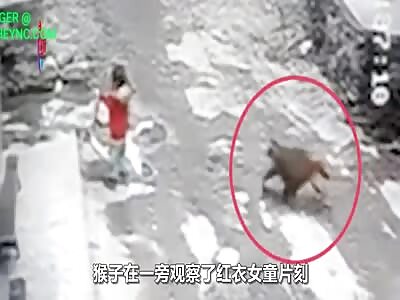 Wild monkey tried to steal a 3-year-old girl in Chongqing