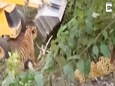 Shocking Moment Tiger Crushed By Digger