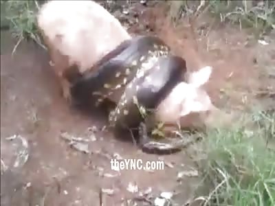 Villager Shoot the Head of Anaconda To Save the Christmas Dinner