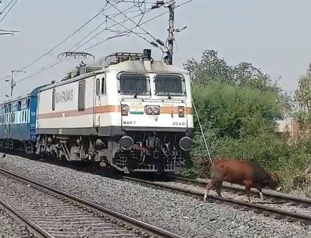  Cow Being Killed by Train
