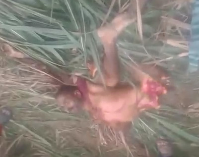 More Footage: The Final Pieces they Found from a Man Eaten by a Tiger in India