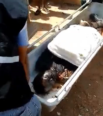 Another asshole murdered in Brazil