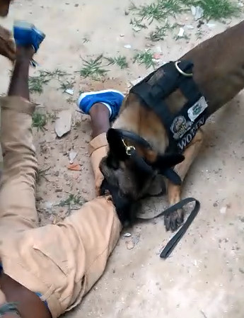 Police Dog Bites His Leg