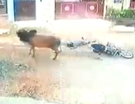 Huge Bull Kills Motorcyclist Instantly 