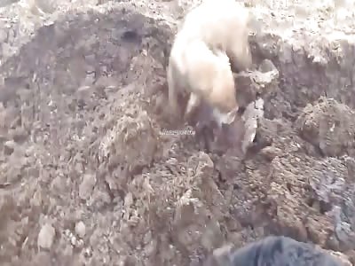Rat Fest: Dogs Catch Hundreds Of Rats Infesting A Farm