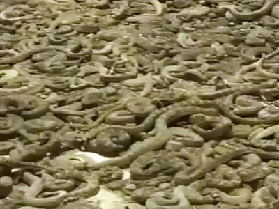 Thousands of snakes