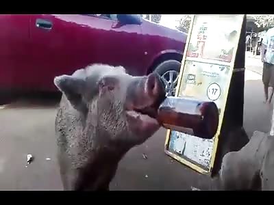 A Beer drinking Pig in Mexico