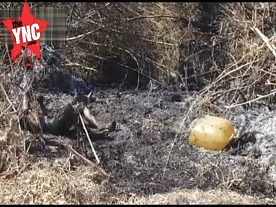 BBQ - Burnt corpse dumped in a field