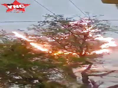 Tree fried by electric cables