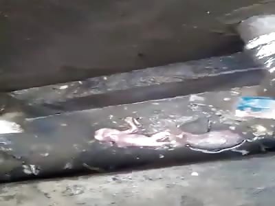 Aborted fetus found dumped in a gutter