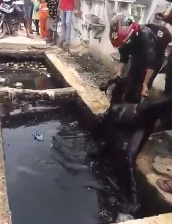 Rotting Body Pulled Out of a Filthy Drain in Indonesia