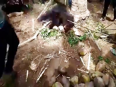  Bear Brutally Attacks man and is Beaten to Death by Villagers in SRIKAKULAM India