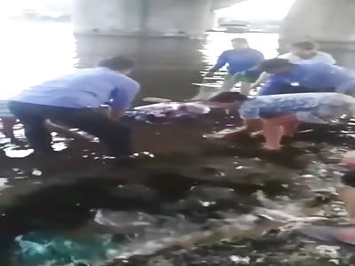 Brutally Murdered Corpse Washes Up in  ÄÃ  Náºµng Vietnam