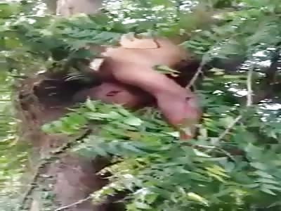Brutal Crash Leaves Man in The Trees