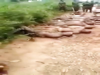 Many Allegedly Killed by Covid-19