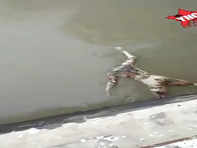 Rotten corpse floating in the water