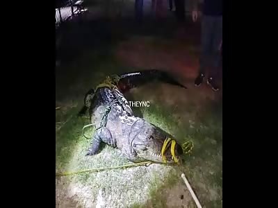 Huge Crocodile Attacks and Kills a Woman.
