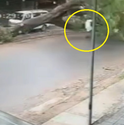 Unlucky Woman Crushed and Killed By Falling Tree
