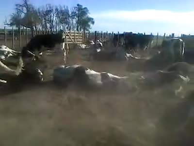Cows dying from intoxication
