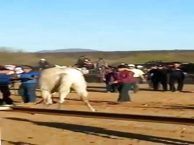 A Horse Breaks one His Legs during Race