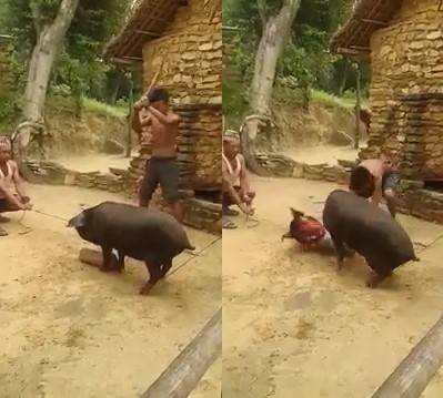 Â¡This is the Perfect way to Kill a Pig !