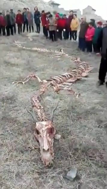 REAL ? Dragon skeleton found in Vietnam 