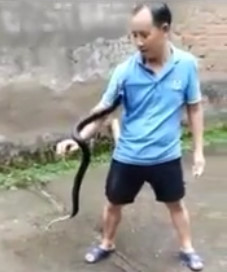 Exact Moment of a Fatal Snake Bite