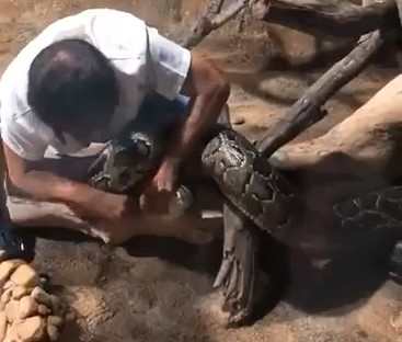 Handler Attacked by His Giant Snake