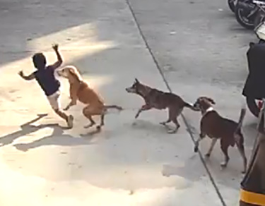 Pack of Street Dogs Attack a Kid