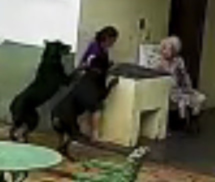 Two Huge Rottweiler Attack a Woman In Brazil