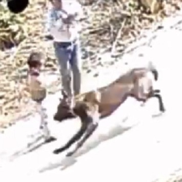 SHOCK: Terrified Fierce Dog Rushed to Attack 2-Year-Old In Tuyen Quang