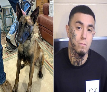 Man Shot by Fresno Police after He Stabbed a Sheriff's Office K-9