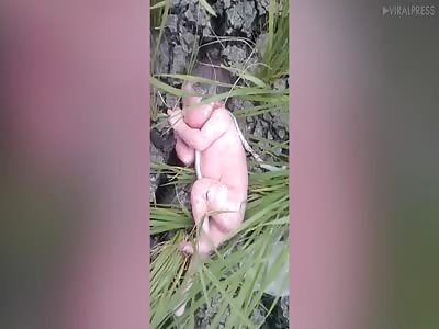 Newborn Baby Girl Saved After Being Dumped In Rice Field