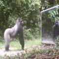 Watch: What Happens When Scientists Put A Mirror In The Jungle