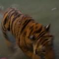 WHEN IT'S FEEDING TIME, WATCH THIS TIGER MOVE AT LIGHTNING SPEED.